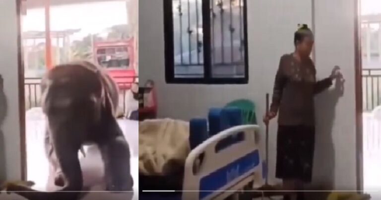 हाथी मेरा दोस्त है…अस्पताल में भर्ती नन्हा हाथी अपने मालिक से मिलने पहुंचा, वीडियो देख भावुक हुए लोग