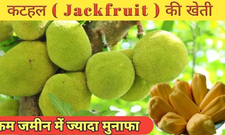 अगर आप खूब सारा पैसा कमाना चाहते हैं तो कटहल की खेती करें, आपको खूब मुनाफा होगा