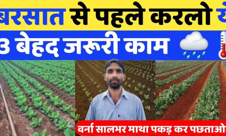 बारिश होने से पहले खेत में निपटा लें ये काम, पढ़ें पूरी जानकारी
