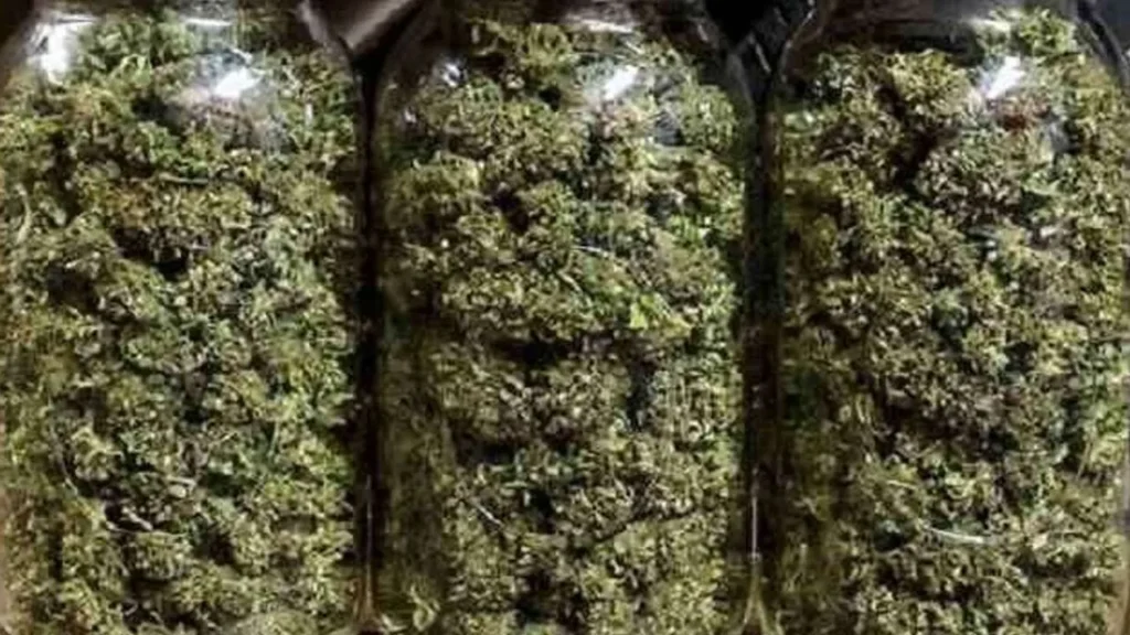 थानेदार ने 270 किलो गांजा जब्त किया, रिकॉर्ड में सिर्फ 70 किलो दिखाया और बाकी बेच दिया, अब एसपी ने की ये कार्रवाई